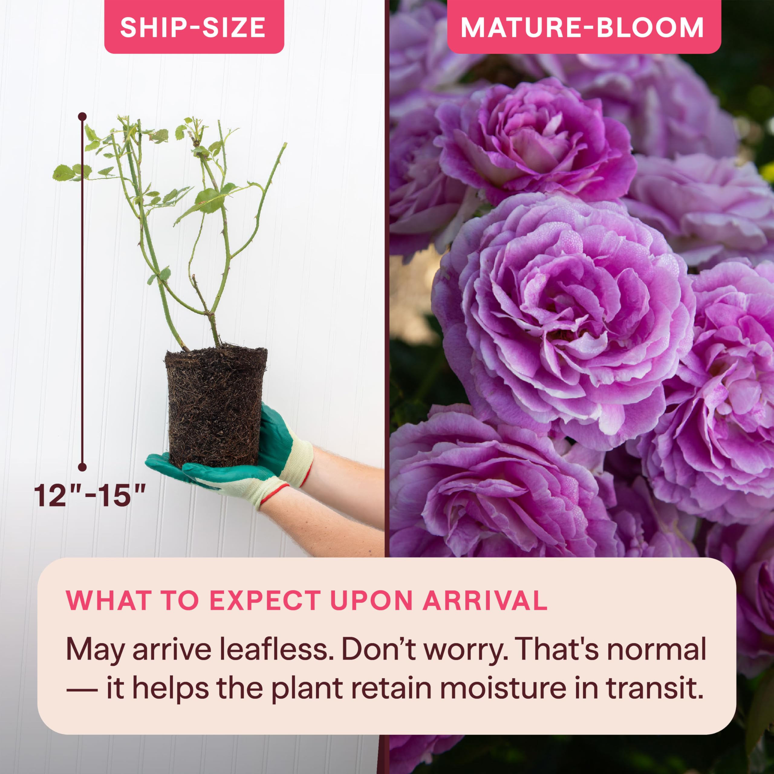 Amazon.com : Heirloom Floribunda Roses, Live Own Root Plant for